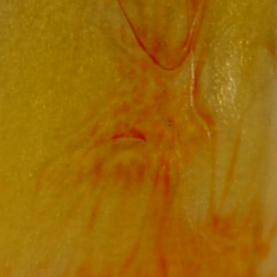 Red 3-4mm Effetre Glass